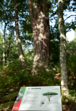 Graine de forêt pin