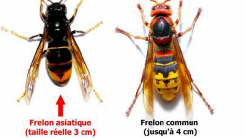Lutte contre la prolifération du frelon asiatique