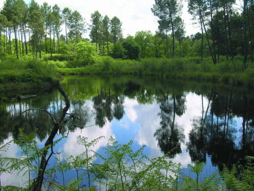 Marais du plata