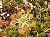 Droséra Rotundifolia